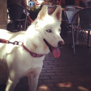 Bringing your pooch along to eat? Several spots in town have outdoor dining options that are dog-friendly.